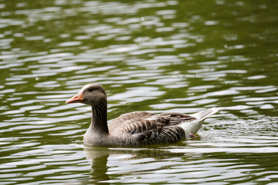 duck in lake at Orsted park, Copenhagen