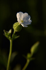 Obraz premium fleur blanche