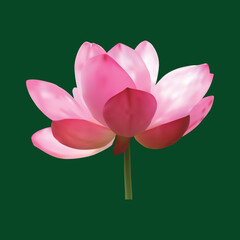 Abstract Vector Beautiful Pink Lotus Flower