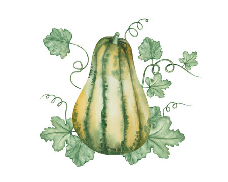 recommend clip art: Watercolor illustration of hand painted green, yellow long pumpkin with green leaves and tendrils. Autumn harvest of vegetables. Isolated on white food clip art for Thanksgiving cards, Halloween print
