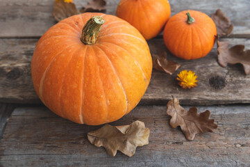 Autumnal Background. Natural autumn fall view pumpkins on wooden background. Inspirational october or september wallpaper. Change of seasons ripe organic food concept. Halloween party Thanksgiving day