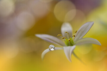 Beautiful Macro Photo.Dream Flowers.Border Art Design.Magic Light.Close up Photography.Conceptual Abstract Image.Yellow and Green Background.Fantasy Floral Art.Creative Wallpaper.Beautiful Nature.