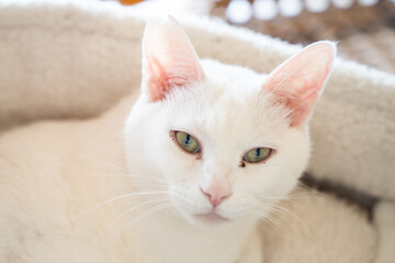 Fototapeta na wymiar 見ている白猫