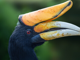 Nashornvogel © Peter