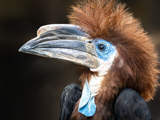 Nashornvogel © Peter