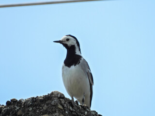 white wagtail on the roof