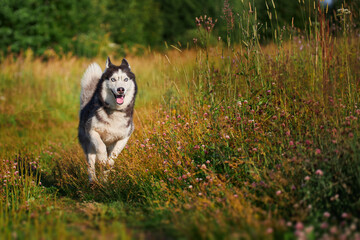 Cheerful funny husky dog quickly runs forward on the grass in sunny evening walk. © Konstantin