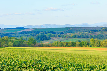 美瑛の丘「秋の北海道」