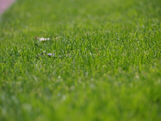 Frosch im grünen Gras kaum zu erkennen
