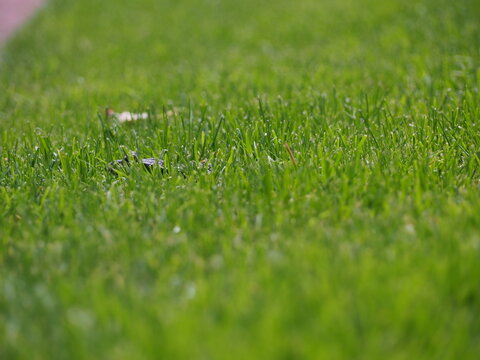 Frosch im gr&uuml;nen Gras kaum zu erkennen