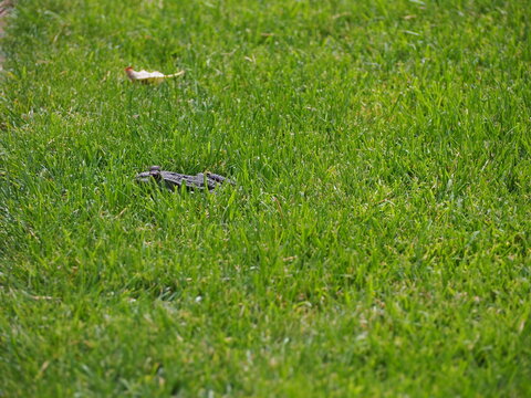 Frosch im gr&uuml;nen Gras gut versteckt
