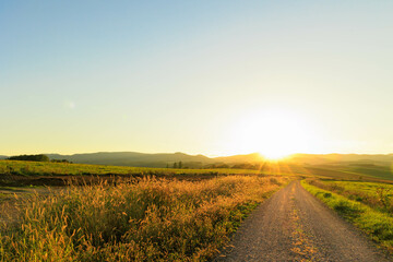 夕日に染まる美瑛の丘とススキ「秋の北海道」