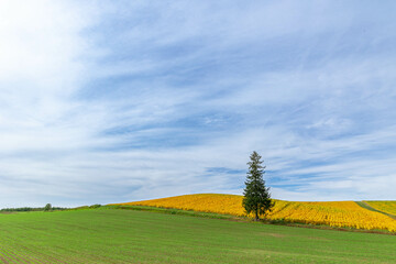 Obraz premium 秋のクリスマスツリーの木「北海道美瑛町」