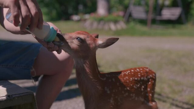 Wildlife Rescue - Deer Drinks Milk From The Bottle - close up