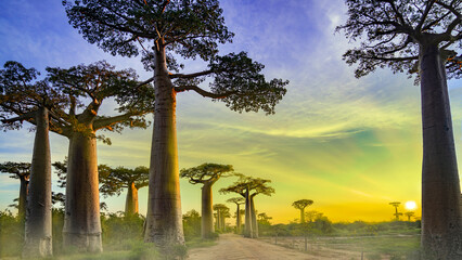 Baobab Alley Sunrise, Madagascar nature,  - obrazy, fototapety, plakaty