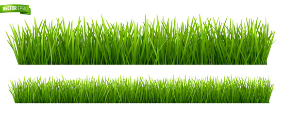 Vector realistic illustration of grass borders on a white background.
