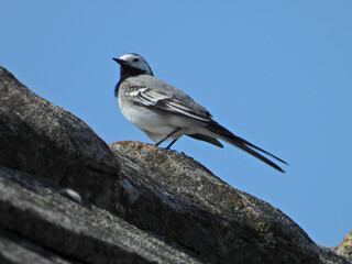 white wagtail sitting on the roof