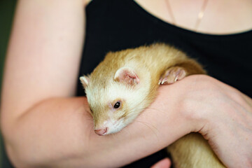 in the hands of a woman the red-haired domestic ferret. unusual pets. food and accessories for rodents.