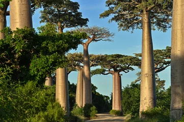 Fototapete Rund Baobab Alley , Madagascar nature,  © mirecca