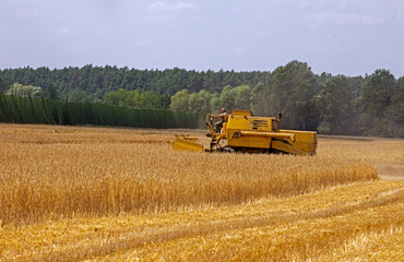 combine harvester harvests wheat on a sunny day. agriculture