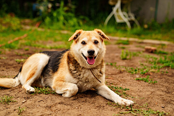 a large stray dog lies on the ground. shelter and search for owners for homeless animals.
