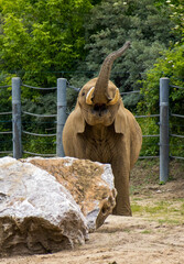 Fototapety  słoń z podniesioną trąbą