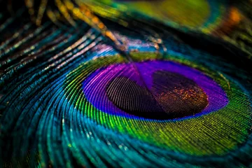 Poster peacock feather, Peafowl feather, Bird feather, Colorful feather, feather, feathers, wallpaper, background. © Sunanda Malam
