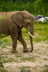 Fototapeta na wymiar portret słonia