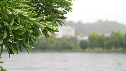 雨に濡れた木の葉　大雨イメージ