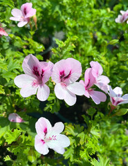 pink pelargonium