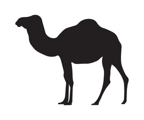 black silhouette, shadow of a one-humped camel