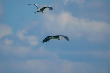 Beautiful Grey heron (Ardea cinerea) bird in flight on blue sky background.