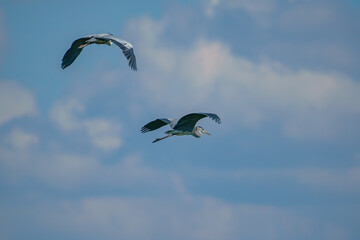 Beautiful Grey heron (Ardea cinerea) bird in flight on blue sky background.