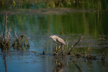 Black-crowned Night Heron (Nycticorax nycticorax) perched on a tree branch in the lake