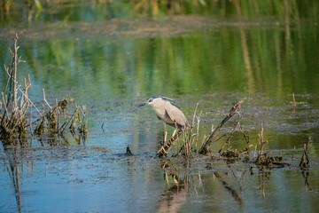 Black-crowned Night Heron (Nycticorax nycticorax) perched on a tree branch in the lake