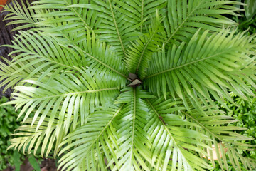 Green leaves background in the forest