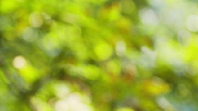 The sun shines through the foliage of trees in slow motion. The rich green leaves of the tree waving in the wind. Beautiful bokeh. Summer concept. Blurred background.
