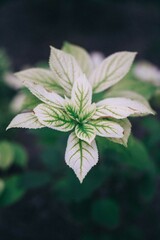 plant with white leaves