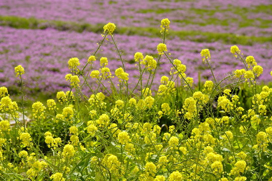 レンゲソウ 花畑 Images Browse 350 Stock Photos Vectors And Video Adobe Stock