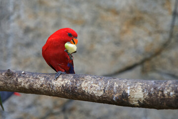 Noble red parrot. exotic birds. The parrot eats fruit. Blurred background