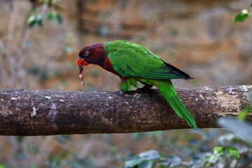 Parrot close-up. Color the bird green with burgundy. Rare bird.
