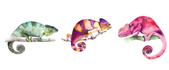 Bright chameleons on a branch, isolated on a white background. Watercolor reptiles for design and illustration on the richness of desert nature.