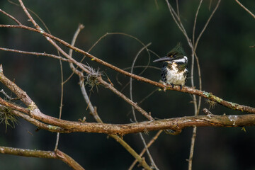 A kingfisher perched on a tree branch