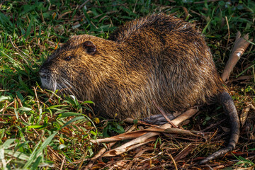 An aquatic rodent sunbathing laying on a lawn