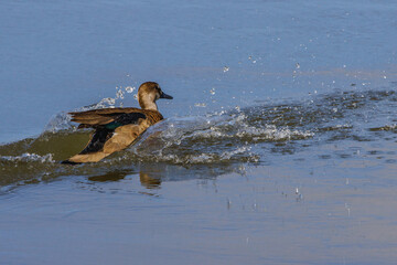 A small teal landing on a pond