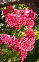 róże ogrodowe © Monika