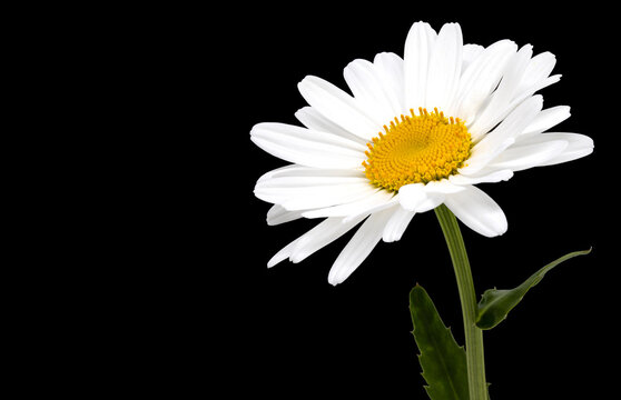 Chamomile flower on black background. Copy space
