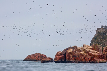 Lots of birds on Ballestas Islands national reserve, Paracas, Peru
