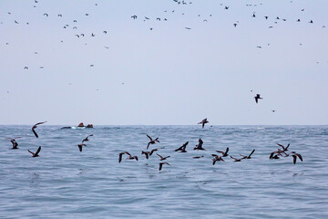 Lots of birds on Ballestas Islands national reserve, Paracas, Peru