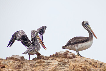 Pelicans on the rocks on Ballestas Islands, Paracas, Peru